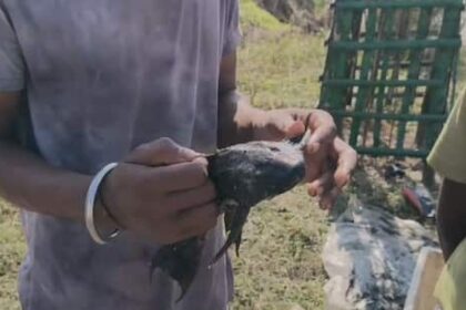 Ccpkibj4 bihar fish 625x300 17 November 25.jpeg