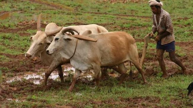 CM Kisan Kalyan Yojana Beneficiary Status